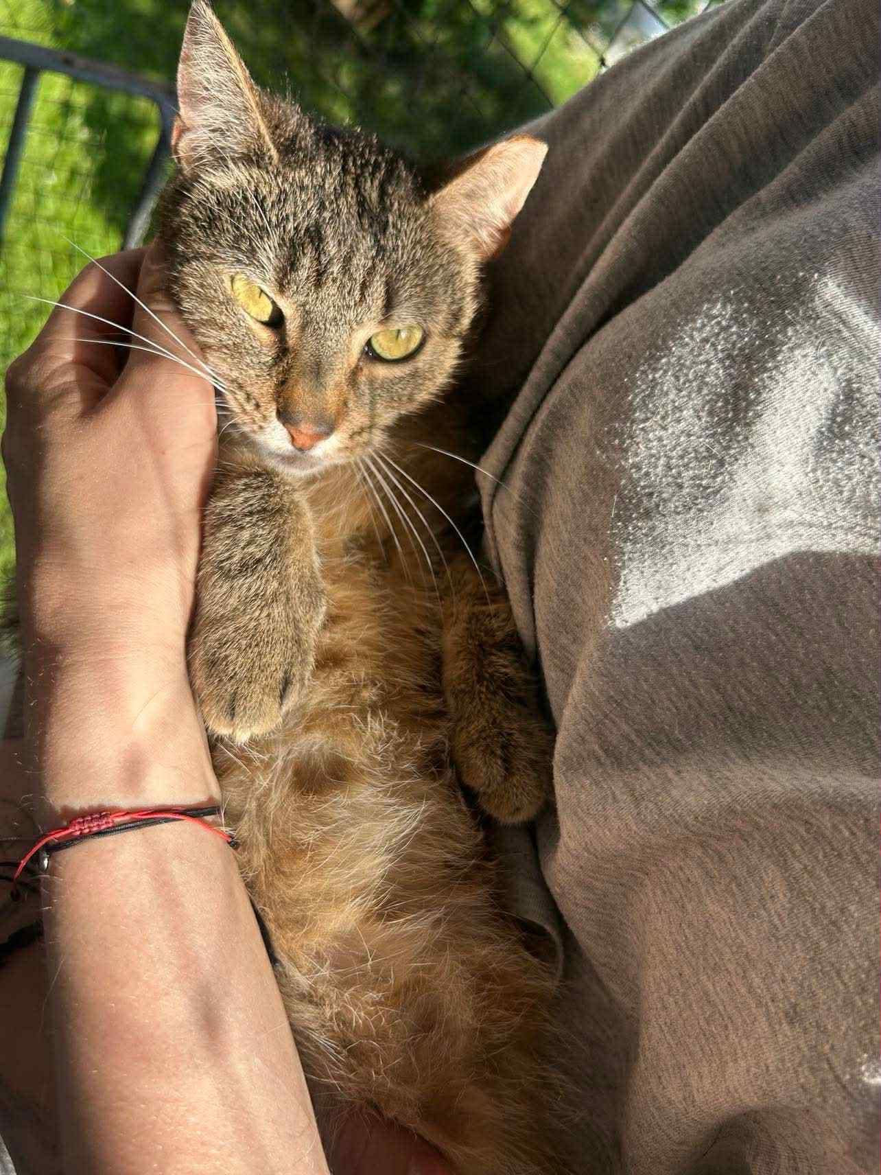 Pyza - śliczna, filigranowa bura kotka szuka domu. Nie kupuj adoptuj!