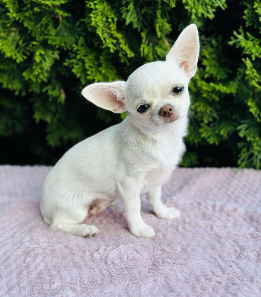 Piękna sunia FCI chihuahua krotkowlosa kremowa cream