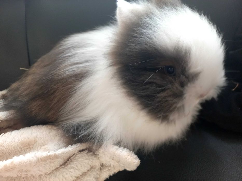 Króliczki rasy Teddy