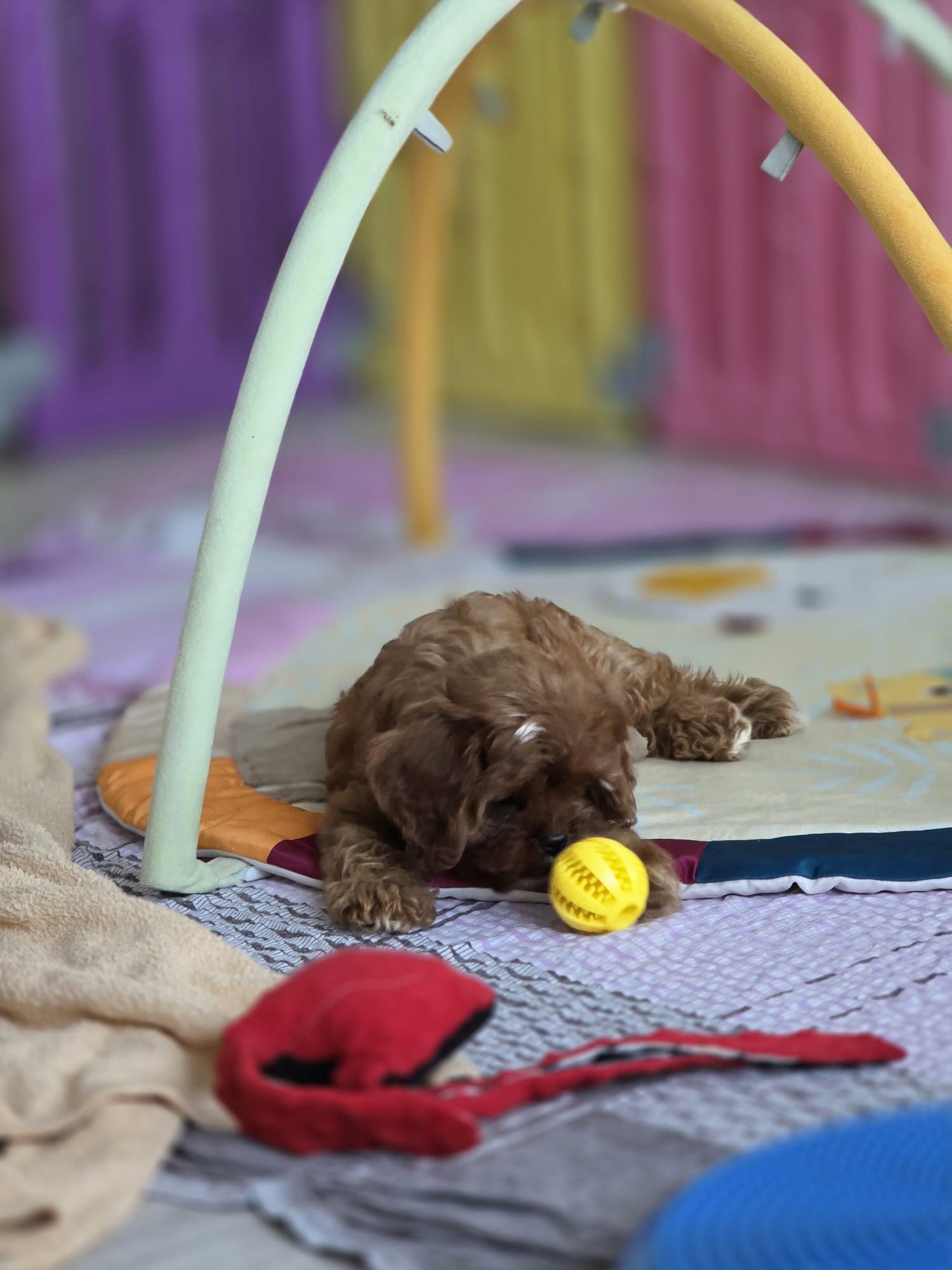 Cavapoo suczka gotowa do odbioru