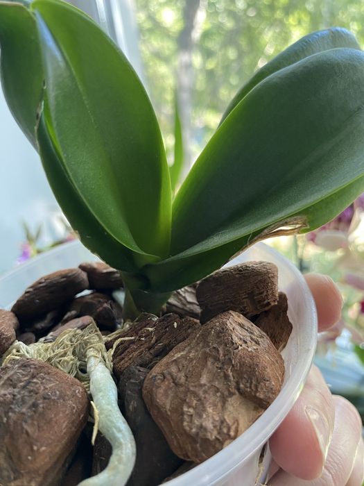 Орхідея ротердам дітка