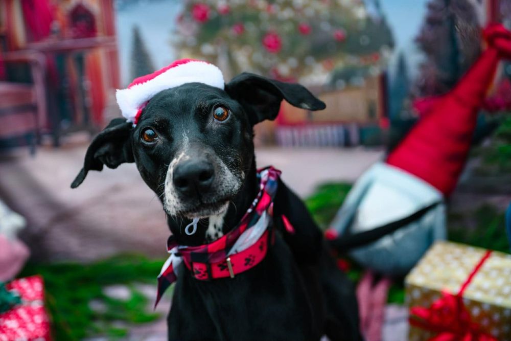 Roki szuka stałego domku