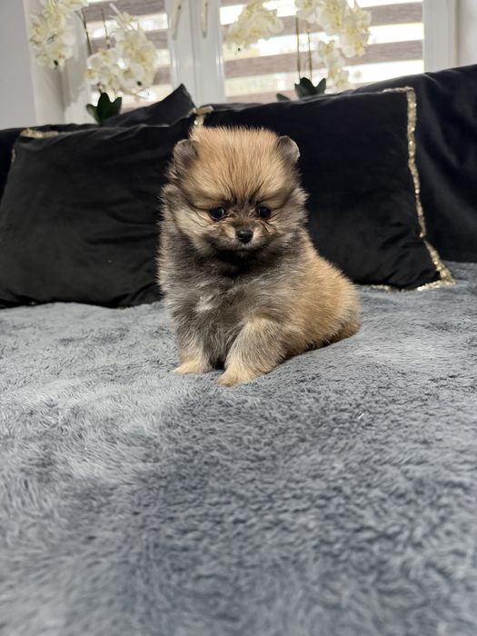 Pomeranian szpic miniaturowy suczka