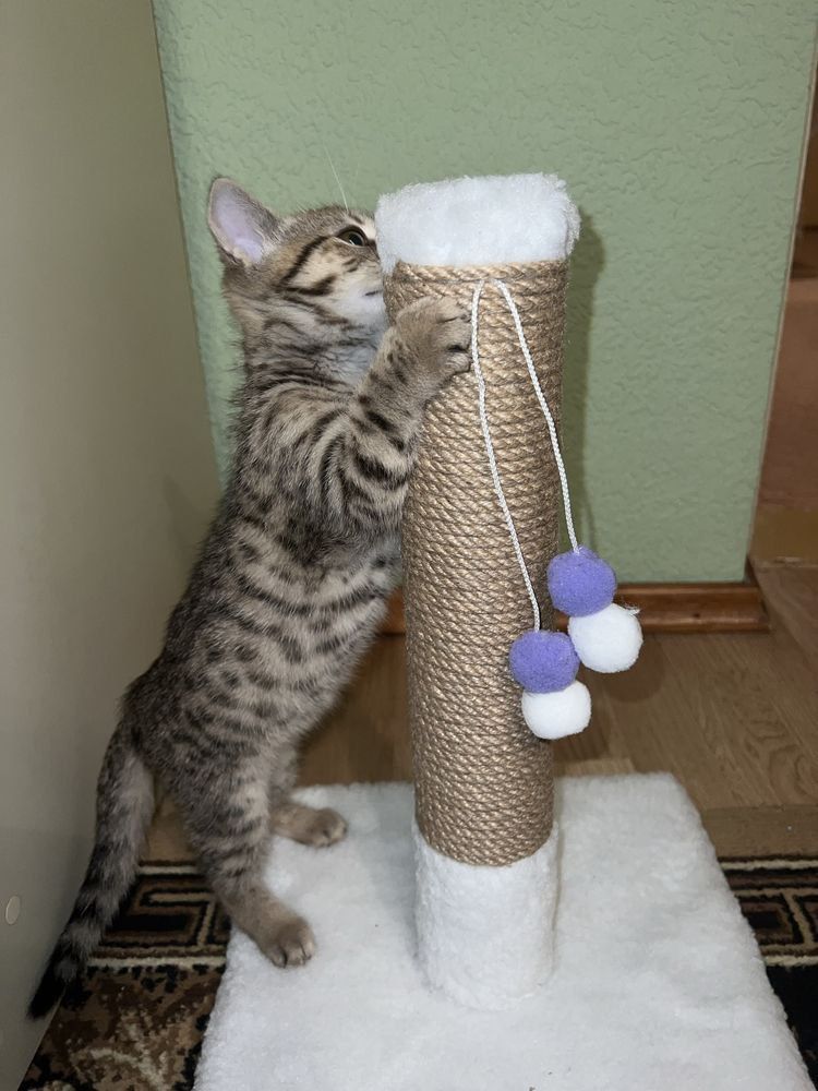 Когтеточка  дряпка для котенка