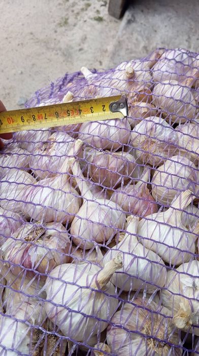 Продам часник Любаша !