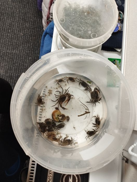 Крабы пресноводные