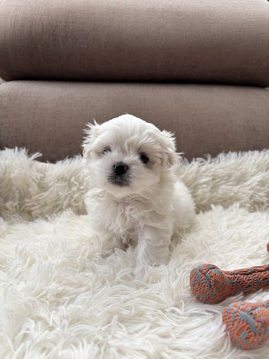 Maltańczyk-maltańczyki.