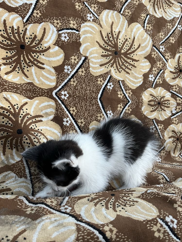 Віддам в добрі руки кошенят