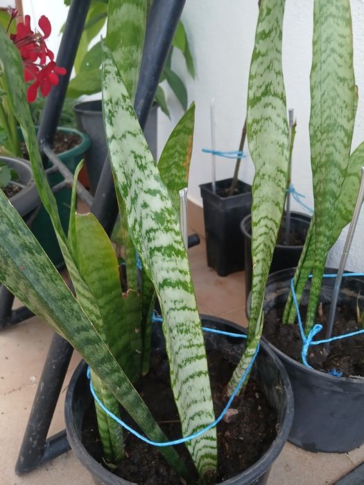 Flores(chamadas Espadas de São Jorge)