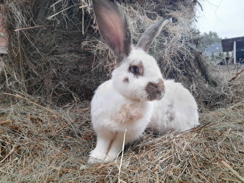 Samica olbrzym belgijski