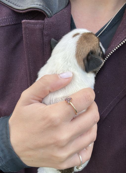 Jack russel com pedigree