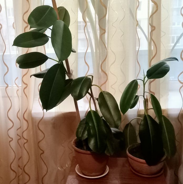 Фикус- краса и лекарство.