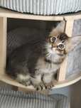 Kocurek Nugat Maine coon