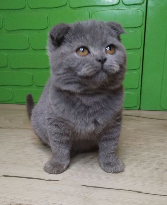 Чистокровна шотландська принцеса з ВАКЦИНАЦІЄЮ