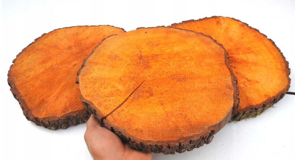 PLASTER DREWNA KRĄŻEK plastry dąb olcha brzoza grab modrzew sosna