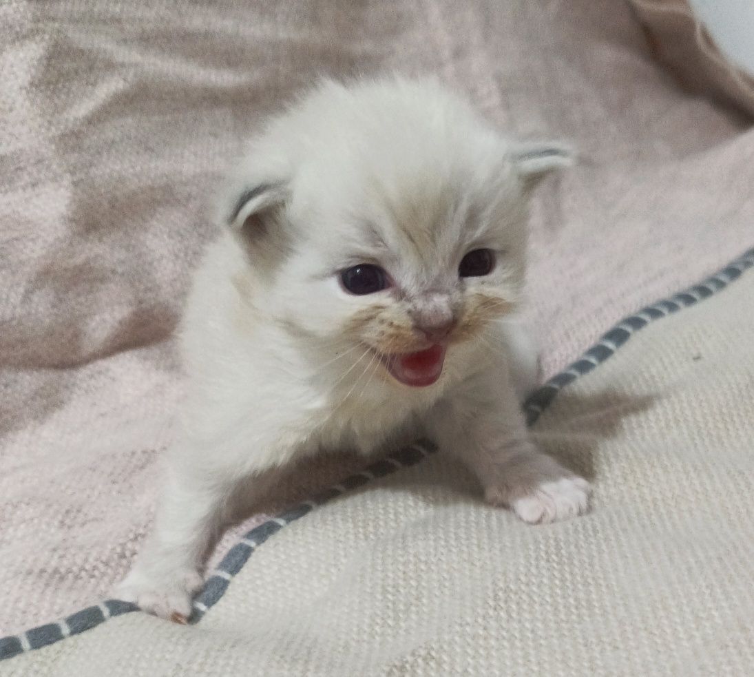 Ragdoll blue mitted lynx do rezerwacji