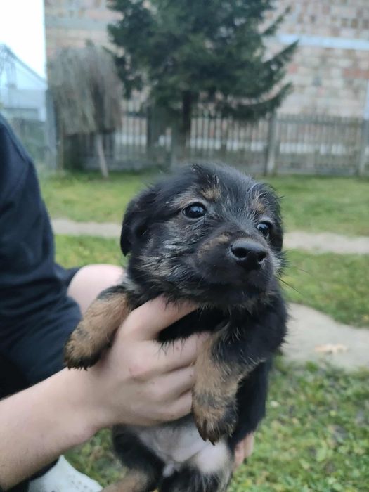 Oddam pieski w dobre ręce