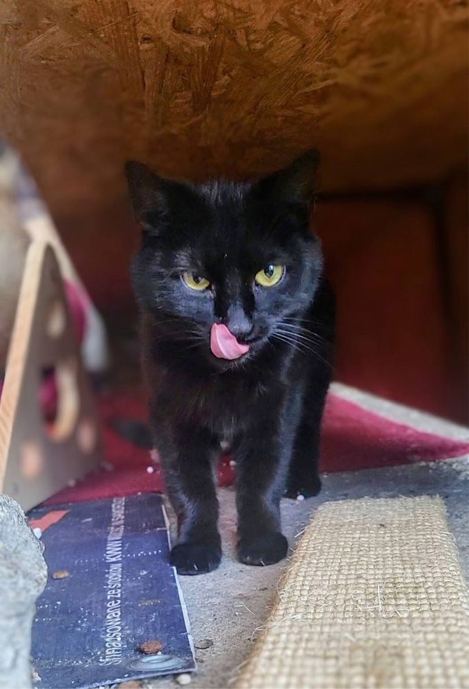 Freja niezależna kotka do adopcji