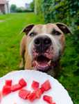 Amstaff Tytan wciąż bez domu