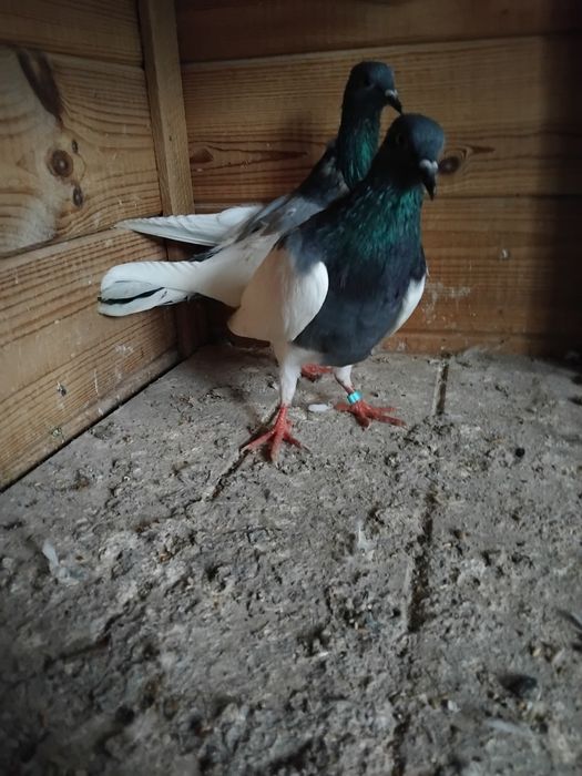 Gołębie ozdobne - murzyny