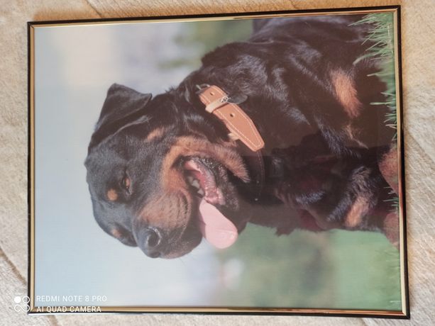 Portret pies rottweiler w ramce 40x50