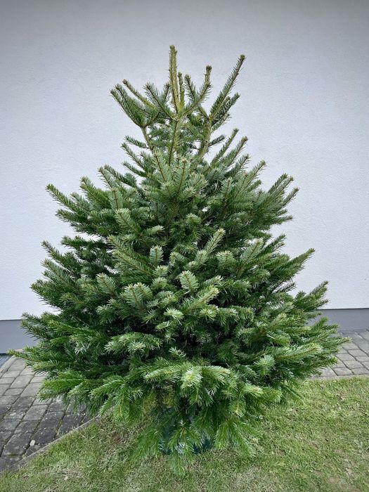 Jodła kaukaska • żywa choinka • cięta choinka • piękne, gęste