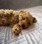 Pudel Toy red - piesek