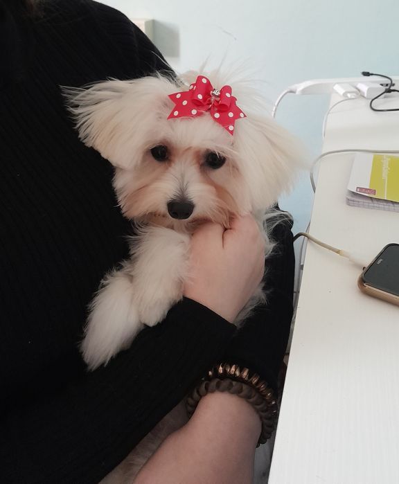 Вязка хлопчика мальтезе