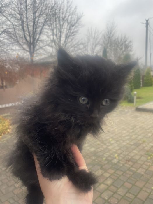 Котики безкоштовно.