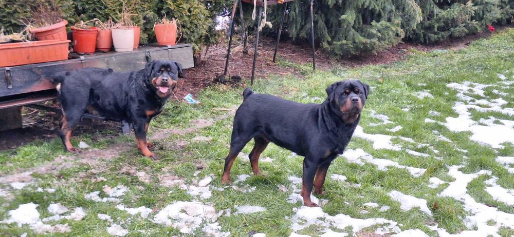 Szczeniak Rottweiler