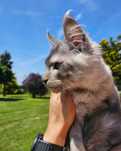 Kocurek Maine coon czarny dymny