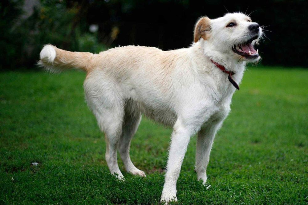 Piękna Bella wciąż czeka na dom
