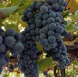 Uva tinta Alicante Bouschet