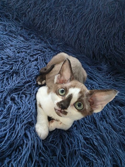 Devon rex, uroczy czarny point, UZI, FPL