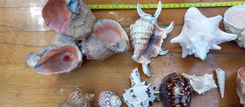 Ракушки черепашки морские Торг