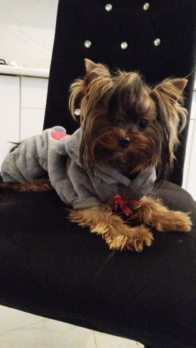 York Yorkshire terrier ideał mini piesek