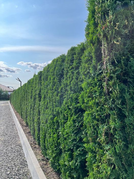 Догляд Туї кущі плодові Обрізка чистка,формування стрижка