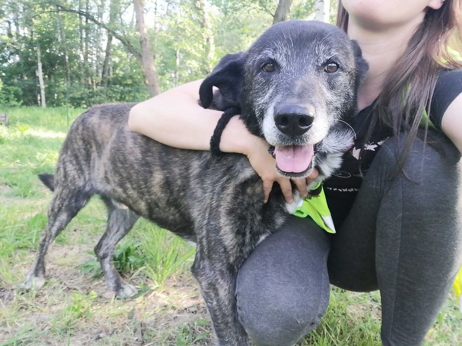 Ciapek czeka na dom...