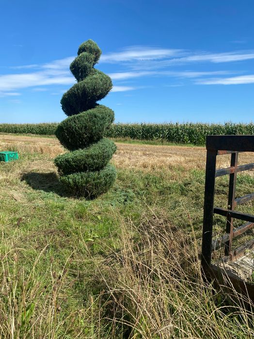 Tuja brabant, drzewa szczepione, krzewy szczepione,