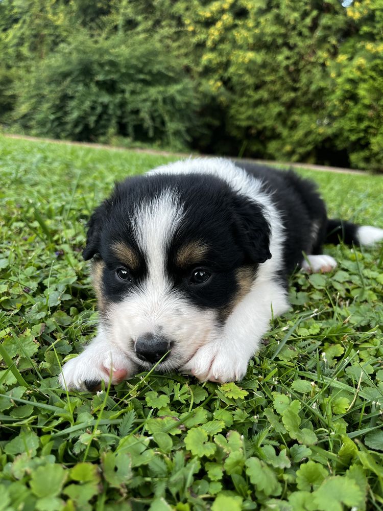 Piesek Border Collie Tricolor