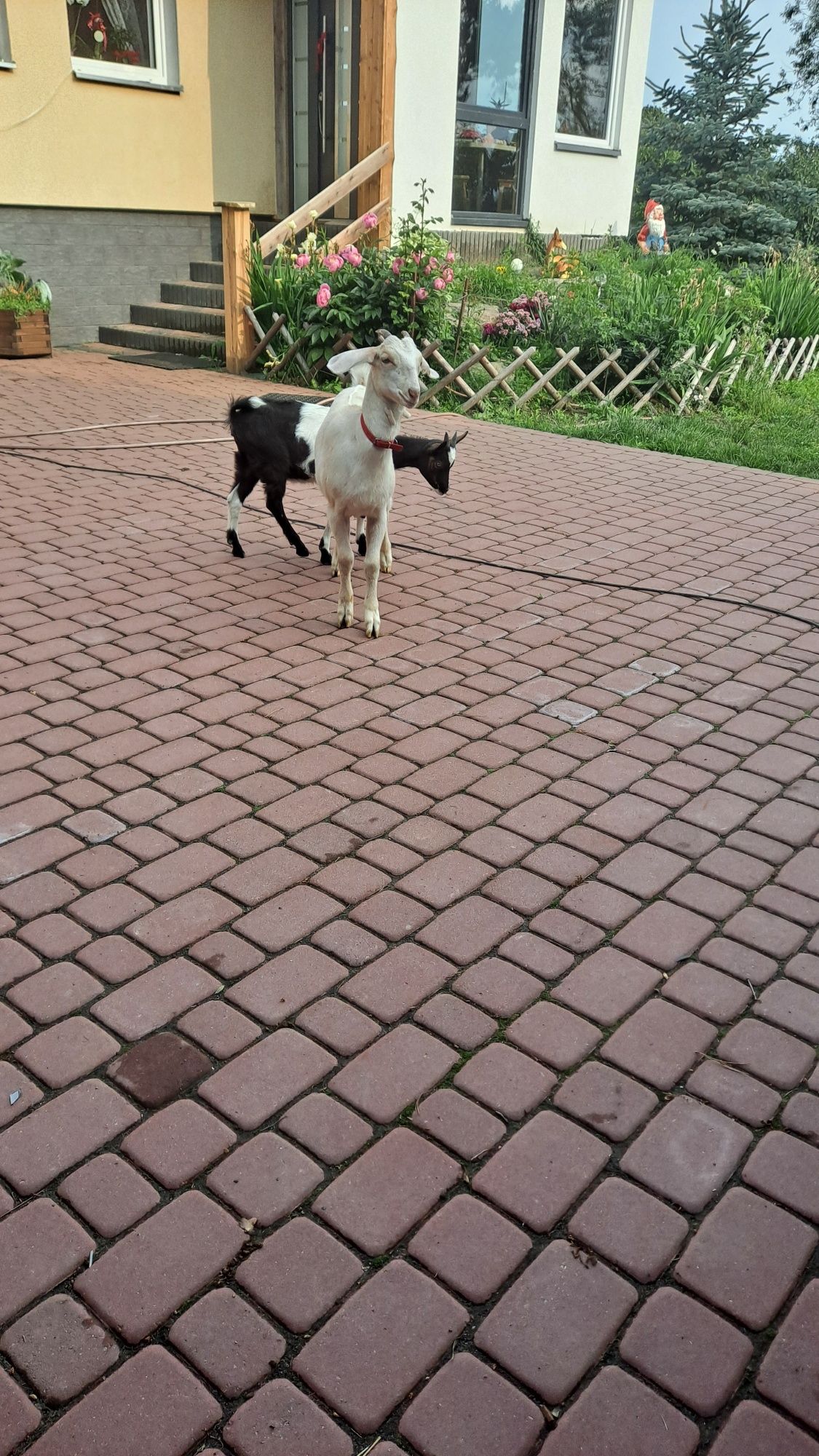 Młode kózki sprzedam