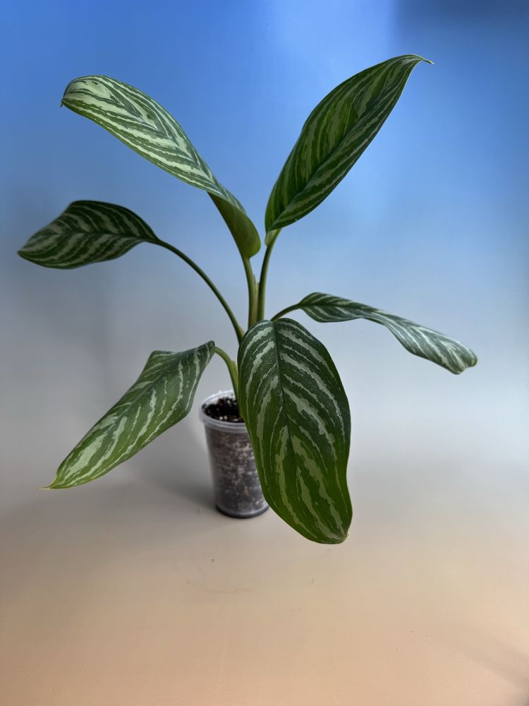 Аглаонема Страйпс Aglaonema  .