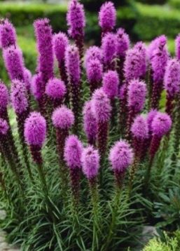 Liatra kłosowa  fioletowa nasionka