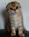 Kotka Szkocka Zwisłoucha PZF WCF , Scottish Fold
