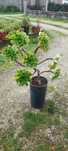 Planta suculenta