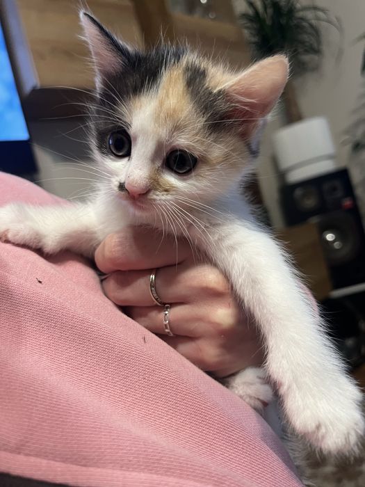 Oddam kotke w dobre ręce