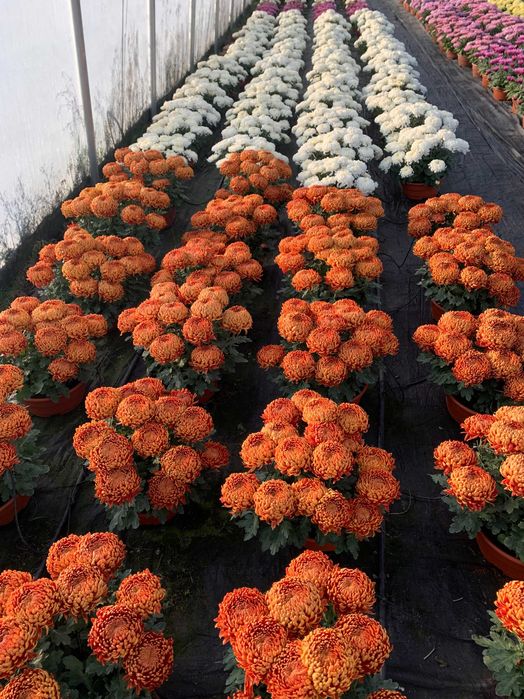 chryzantemy grubokwiatowe