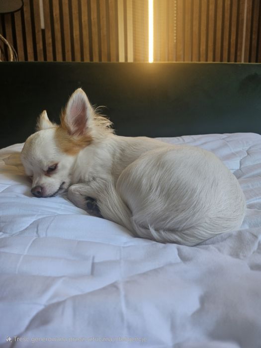 Zapowiedź miotu Chihuahua