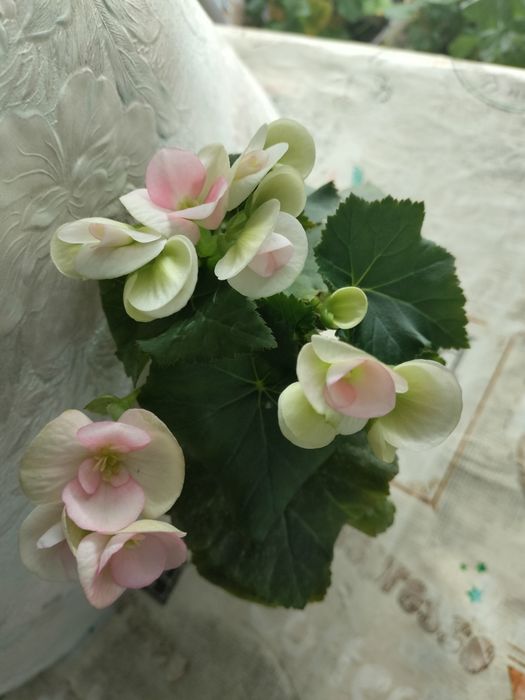 Бегонія серії елатіор