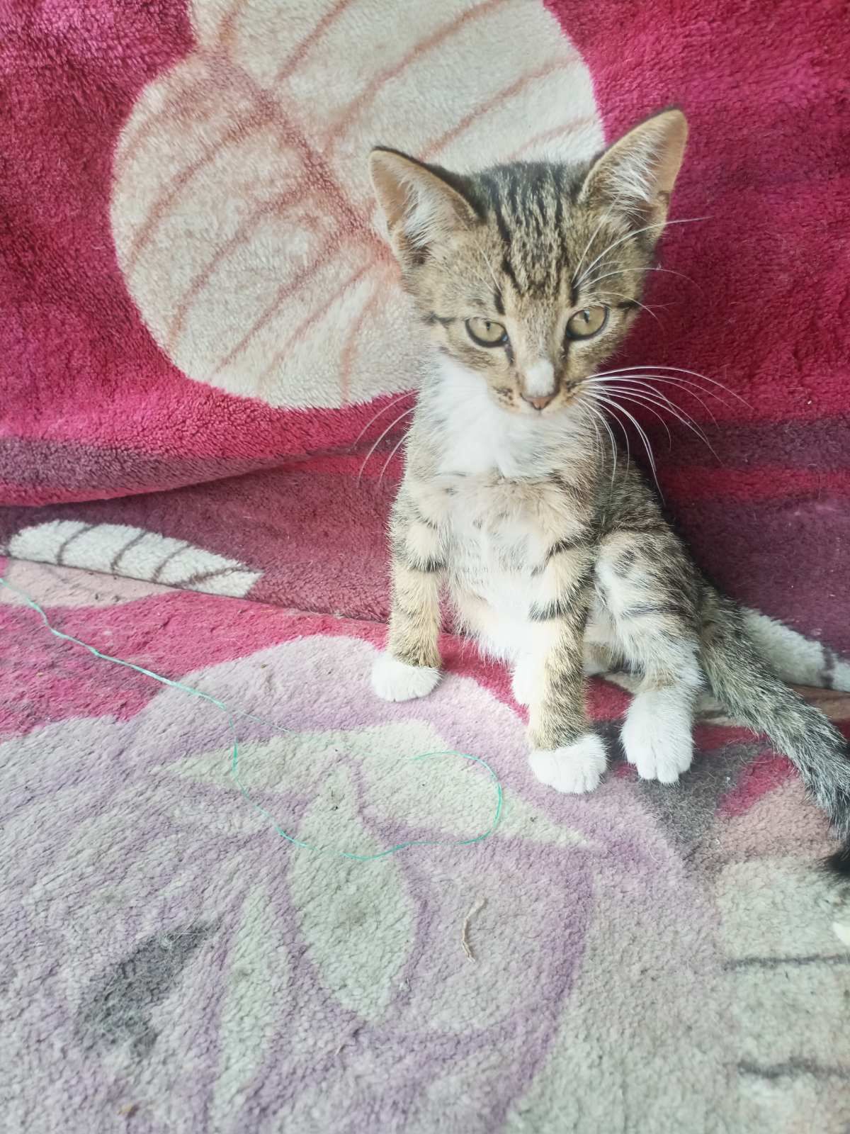 Котодетки в семью